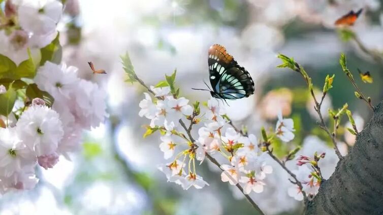 南怀瑾先生：心境永远是春天，自然就是神仙境界