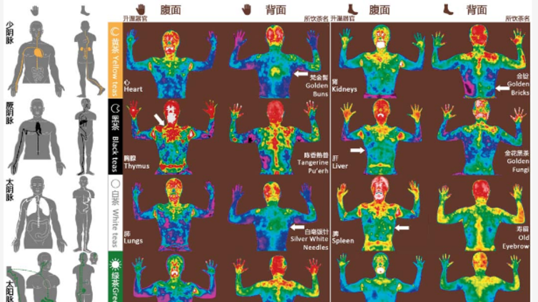 复旦大学首次公布人体经络完整影像